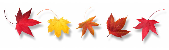 Leaves