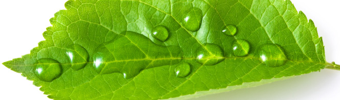 Leaf